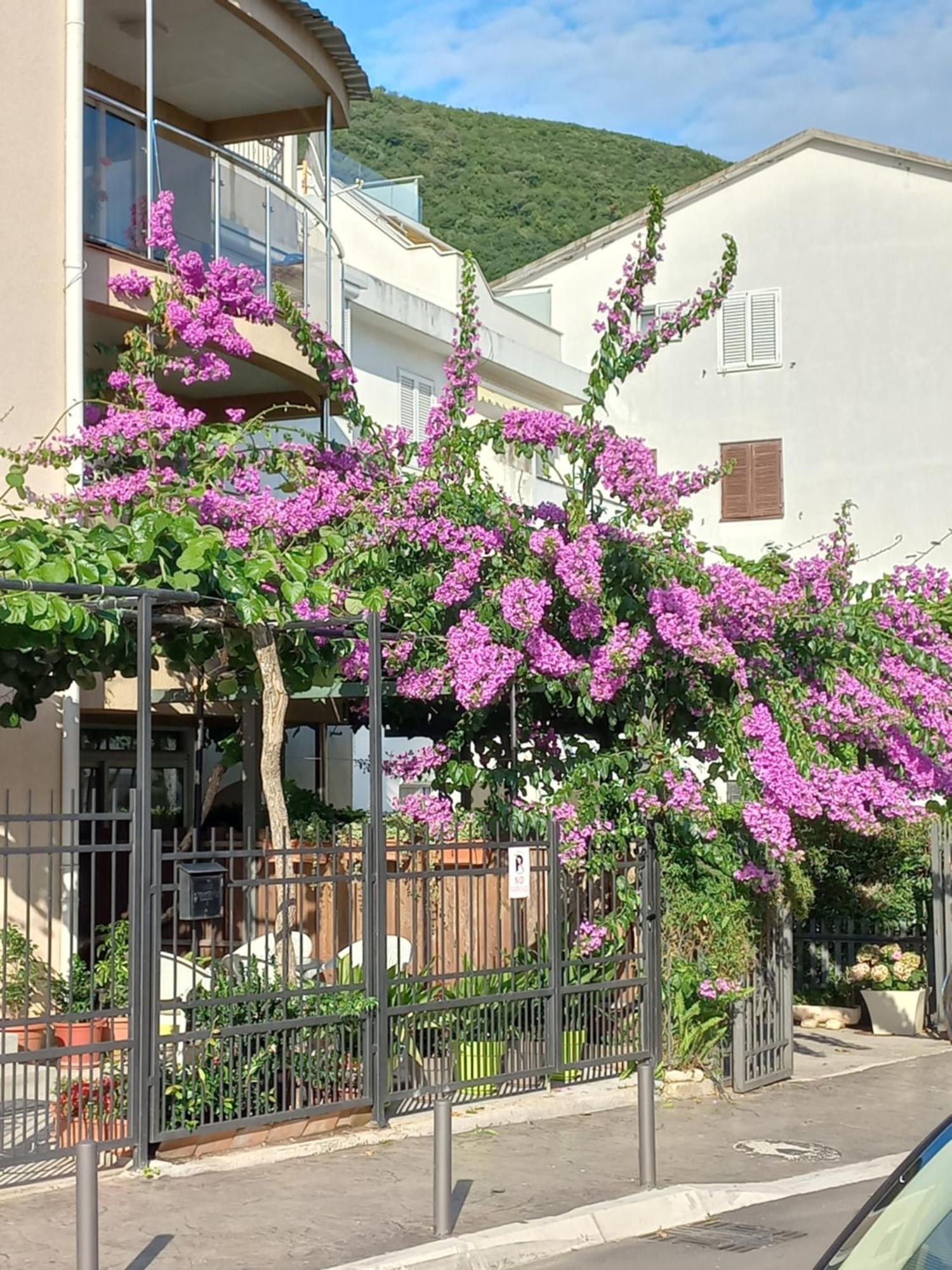 Egon Apartments Budva Kültér fotó